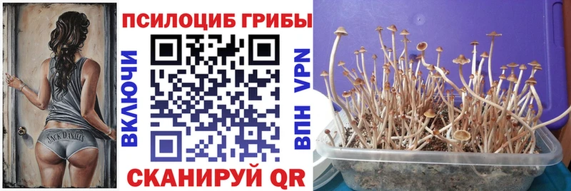 omg зеркало  где продают   Александровск  Галлюциногенные грибы прущие грибы 